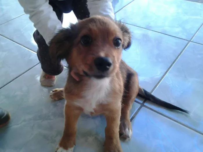 Cachorro ra a vira lata idade 2 a 6 meses nome tobias