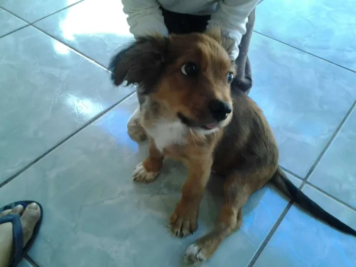Cachorro ra a vira lata idade 2 a 6 meses nome tobias