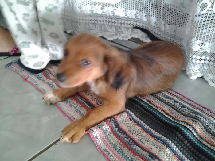 Cachorro ra a vira lata idade 2 a 6 meses nome tobias
