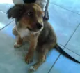 tobias