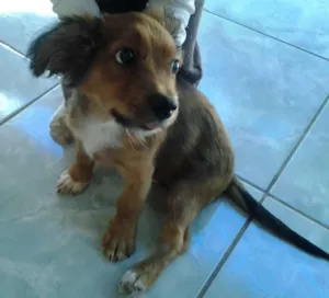Cachorro raça vira lata idade 2 a 6 meses nome tobias