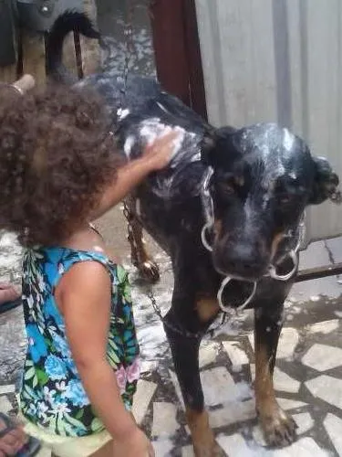 Cachorro ra a rottweiler idade 4 anos nome SANSÃO