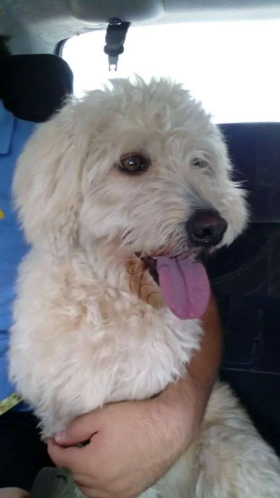 Cachorro raça Poodle idade 5 anos nome Serena