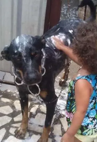 Cachorro ra a rottweiler idade 4 anos nome SANSÃO