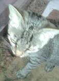 nininha