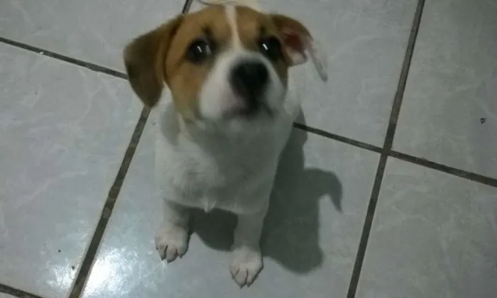 Cachorro ra a SRD idade 2 a 6 meses nome Charlotte 