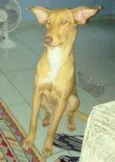 MEL