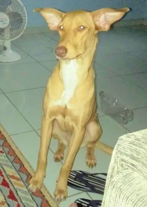 Cachorro raça ND idade 2 a 6 meses nome MEL