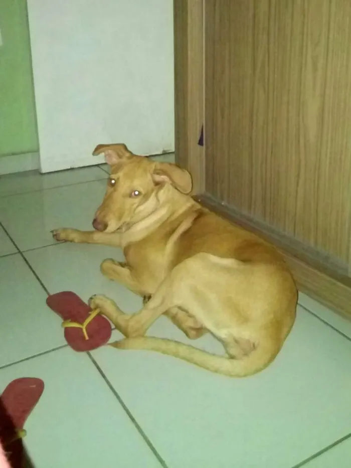 Cachorro raça ND idade 2 a 6 meses nome MEL