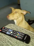 MEL