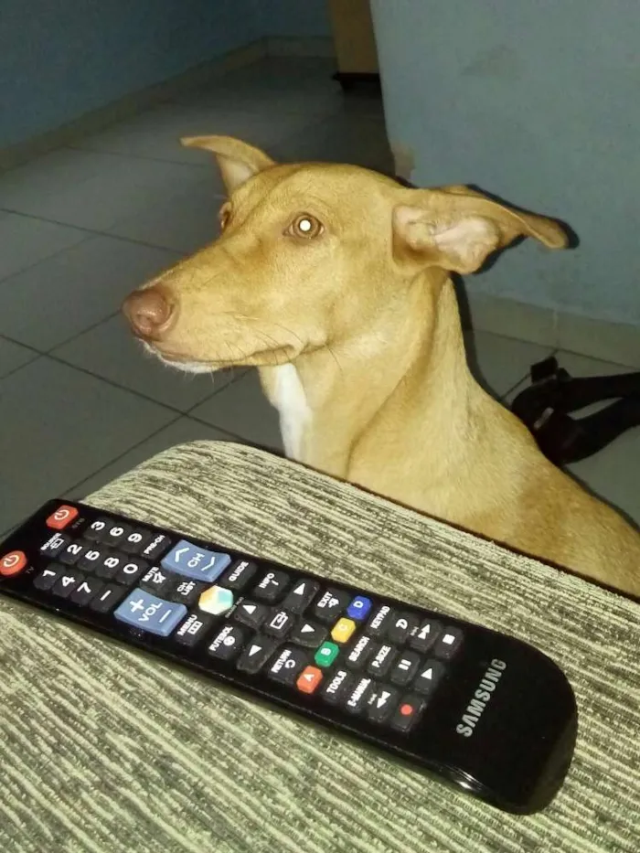 Cachorro raça ND idade 2 a 6 meses nome MEL