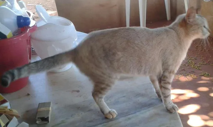 Gato ra a Mestiça idade 2 anos nome Blankinha