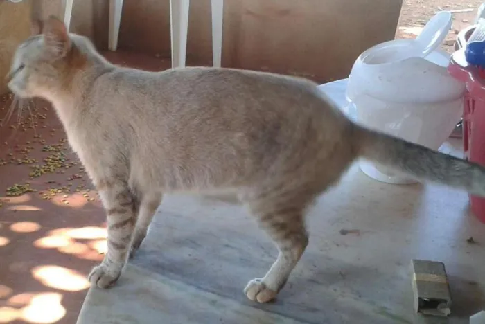 Gato ra a Mestiça idade 2 anos nome Blankinha