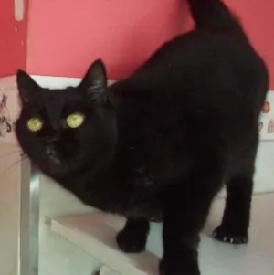 Gato raça vira-lata idade 6 ou mais anos nome Pretinha e Preta