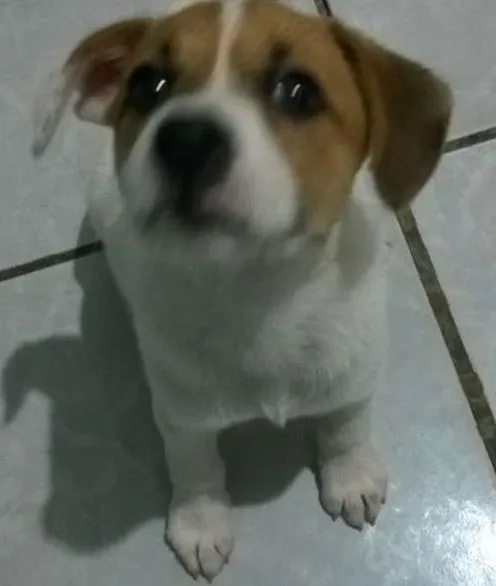 Cachorro ra a SRD idade 2 a 6 meses nome Charlotte 