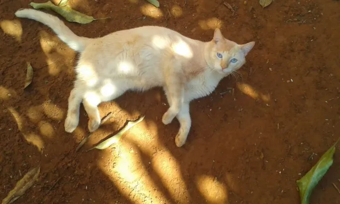Gato ra a Mestiço idade 2 anos nome Bola de Neve