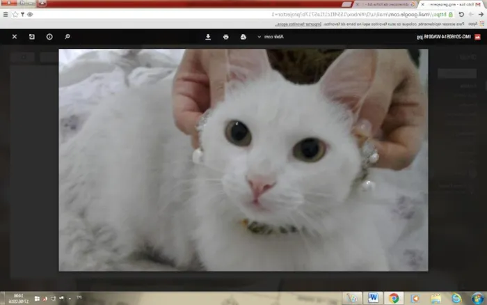 Gato ra a não definida idade 2 anos nome Lisa GRATIFICA