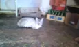 Yue