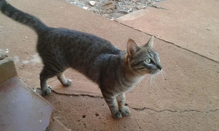Gato ra a Mestiço idade 2 anos nome Kero