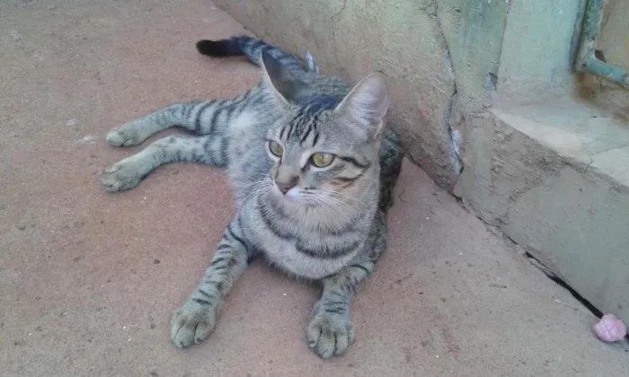 Gato ra a Mestiço idade 2 anos nome Risa