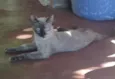 Nya