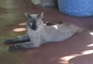 Gato raça Siamês idade  nome Nya