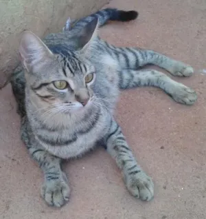 Gato raça Mestiço idade 2 anos nome Risa