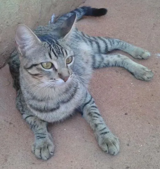 Gato ra a Mestiço idade 2 anos nome Risa