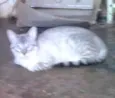 Yue