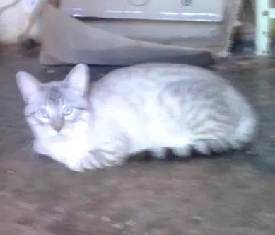 Gato ra a Mestiço idade 2 anos nome Yue
