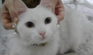 Gato raça não definida idade 2 anos nome Lisa GRATIFICA