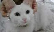 Gato raça não definida idade 2 anos nome Lisa GRATIFICA