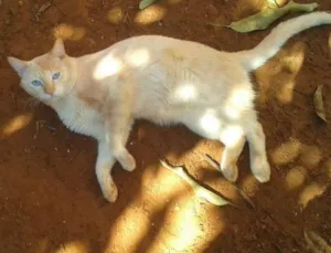 Gato raça Mestiço idade 2 anos nome Bola de Neve