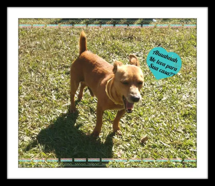 Cachorro ra a SRD idade 3 anos nome Pituco