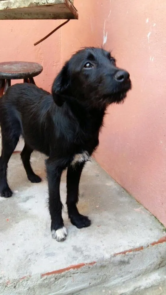 Cachorro ra a SRD  idade 2 a 6 meses nome Zeus