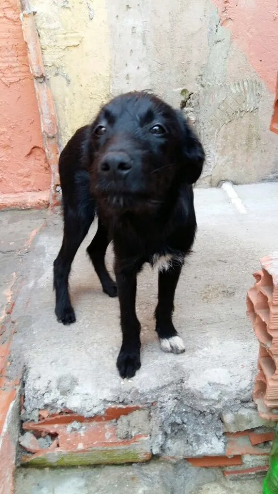Cachorro ra a SRD  idade 2 a 6 meses nome Zeus