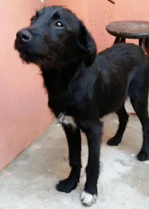 Cachorro raça SRD  idade 2 a 6 meses nome Zeus