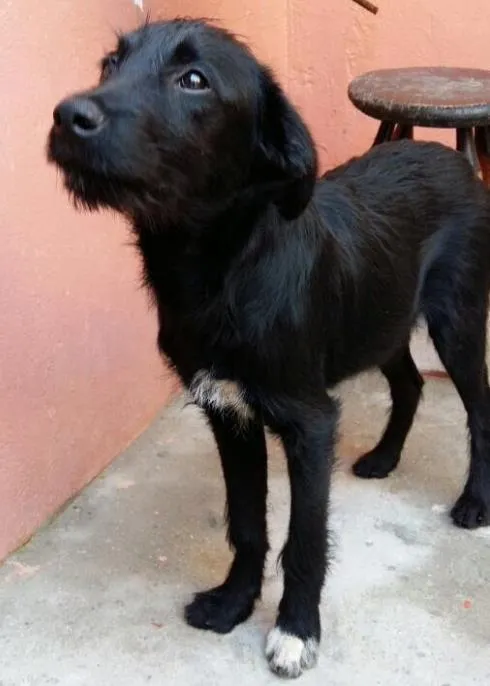Cachorro ra a SRD  idade 2 a 6 meses nome Zeus