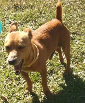 Cachorro raça SRD idade 3 anos nome Pituco