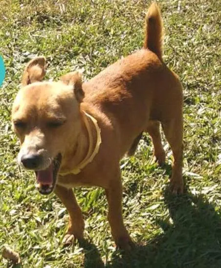 Cachorro ra a SRD idade 3 anos nome Pituco