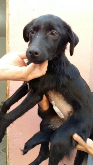 Cachorro raça SRD idade 2 a 6 meses nome Sofia