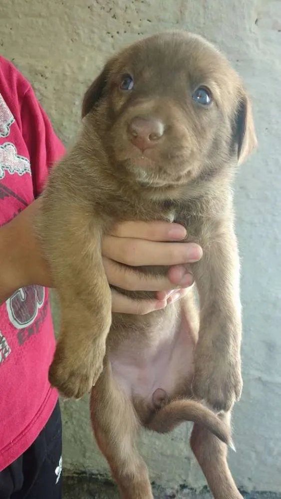 Cachorro ra a  idade 2 a 6 meses nome sem nome