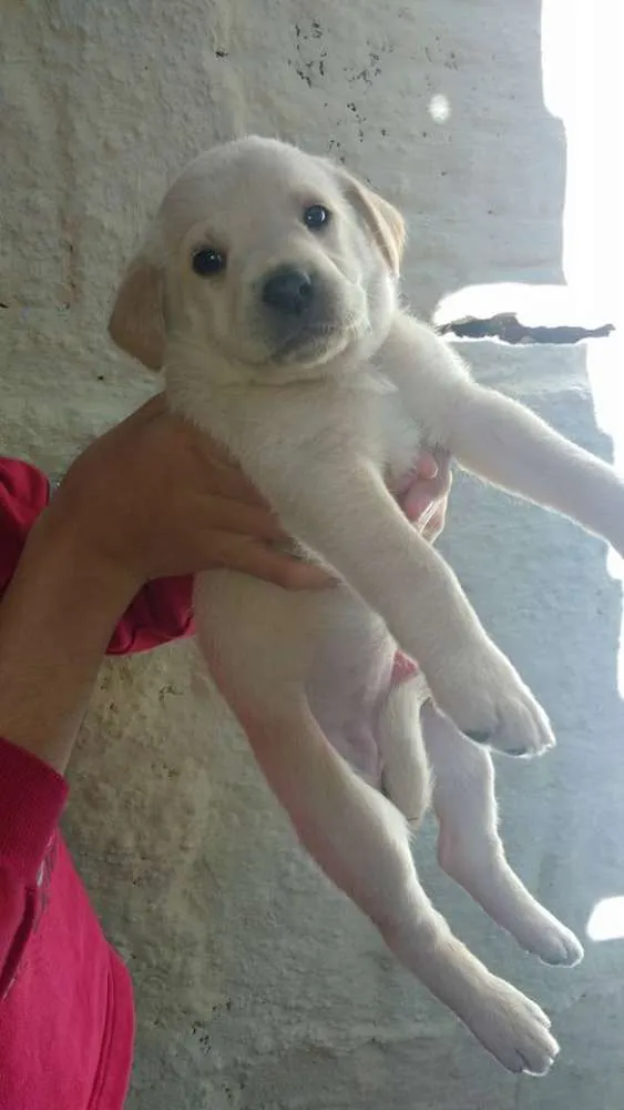 Cachorro ra a  idade 2 a 6 meses nome sem nome