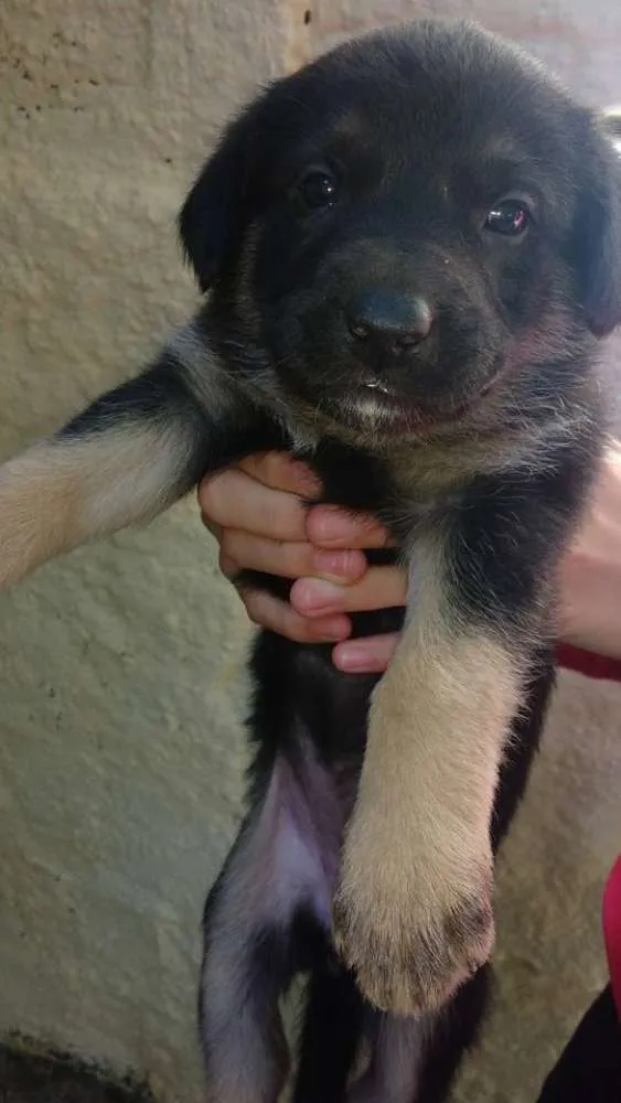 Cachorro ra a  idade 2 a 6 meses nome sem nome