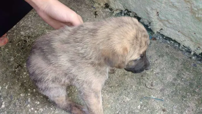 Cachorro ra a  idade 2 a 6 meses nome sem nome