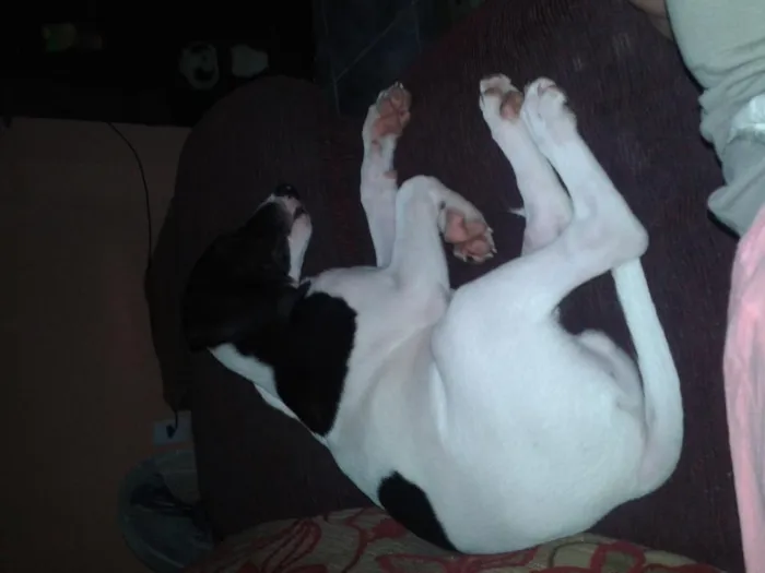 Cachorro ra a rnd idade 7 a 11 meses nome max