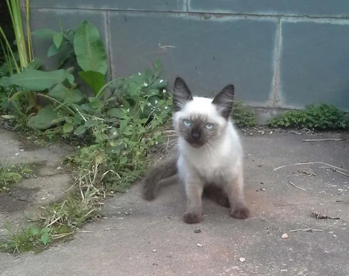 Gato raça Siames idade 2 a 6 meses nome Coracao&alcachofra