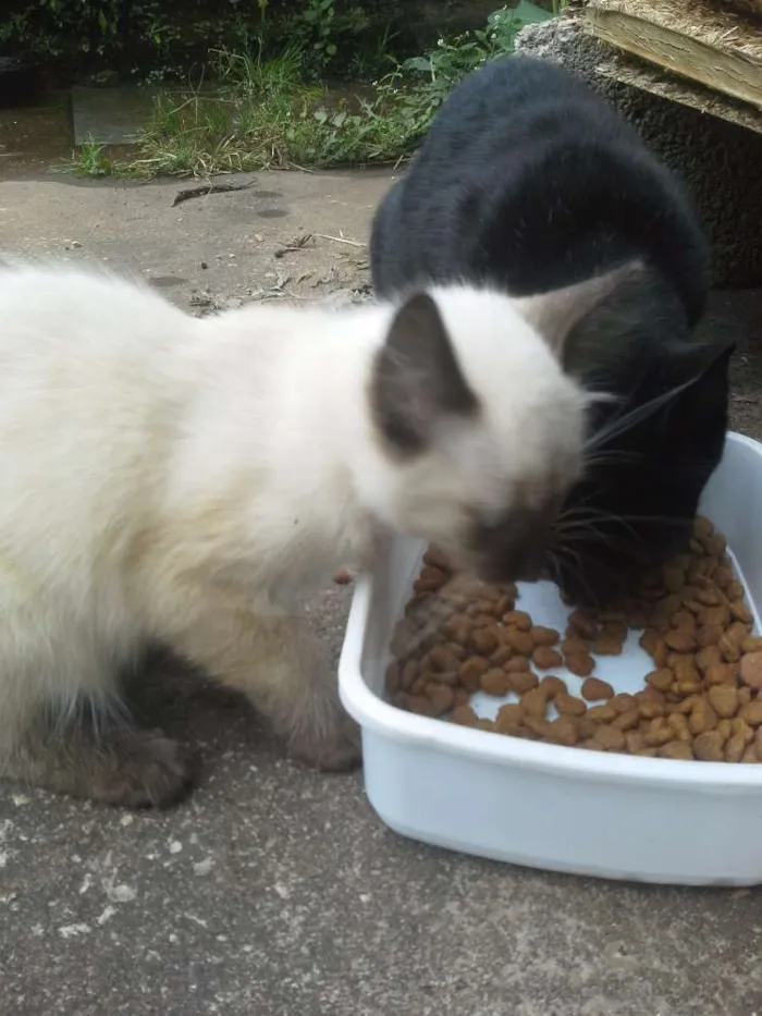 Gato raça Siames idade 2 a 6 meses nome Coracao&alcachofra