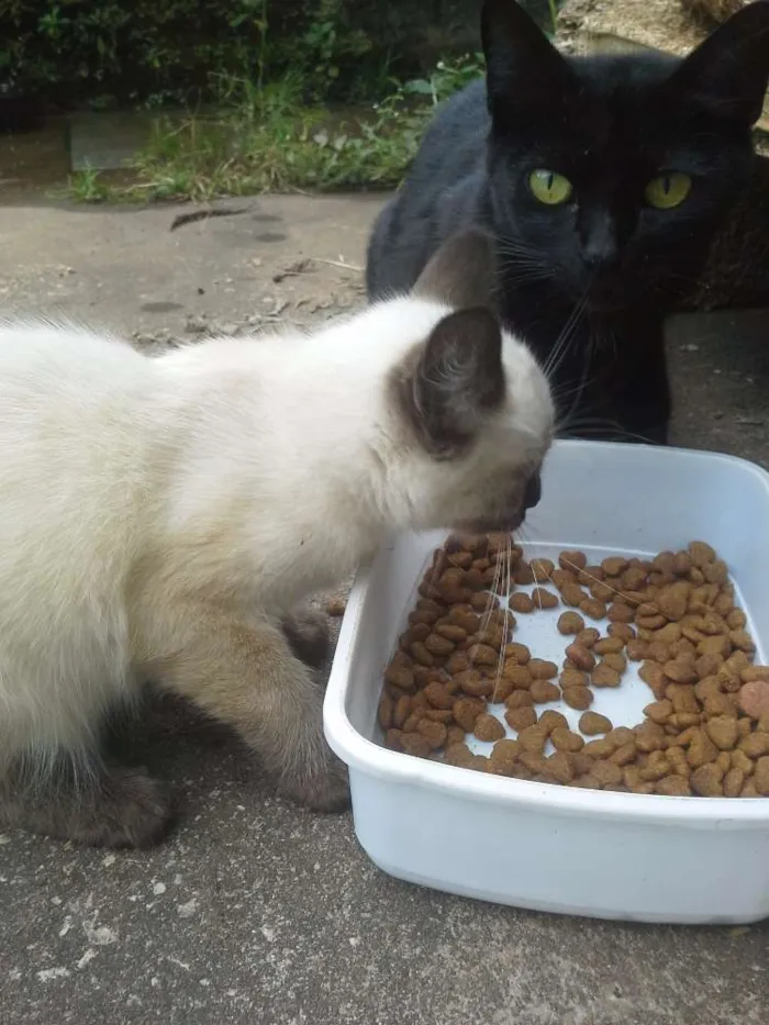 Gato raça Siames idade 2 a 6 meses nome Coracao&alcachofra