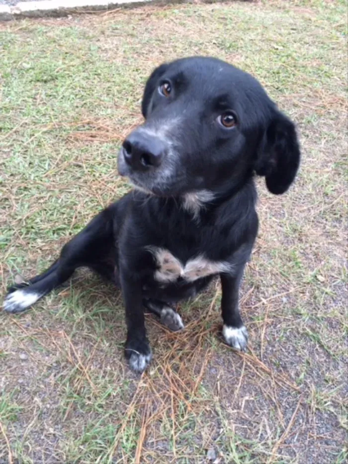 Cachorro ra a SRD idade 1 ano nome Preta